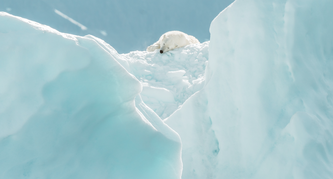 IceNet : l’IA qui prédit la perte des glaces Arctiques